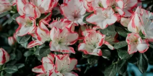 Αζαλέα ροζ 40cm 1 5 μυστικά για φροντίδα αζαλέας