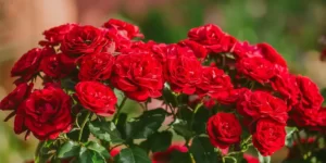 Τριανταφυλλιά φροντίδα triantafillia-frontida