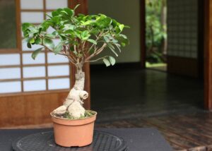 Bonsai Ficus Ginseng 60cm – Εντυπωσιακό Διακοσμητικό Φυτό σε Γλάστρα 1
