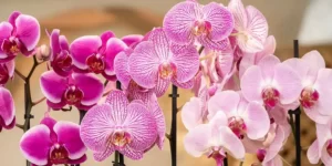 7 συμβουλές φροντίδας για την ορχιδέα PHALAENOPSIS 7 συμβουλές φροντίδας για την ορχιδέα PHALAENOPSIS