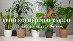 Ανθούριο 40cm 1 Ανθούριο 40cm 1