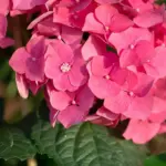 12 μυστικά για τη φροντίδα της ορτανσίας