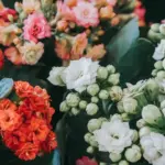 Φροντίδα της Καλαγχόης Φροντίδα της Καλαγχόης