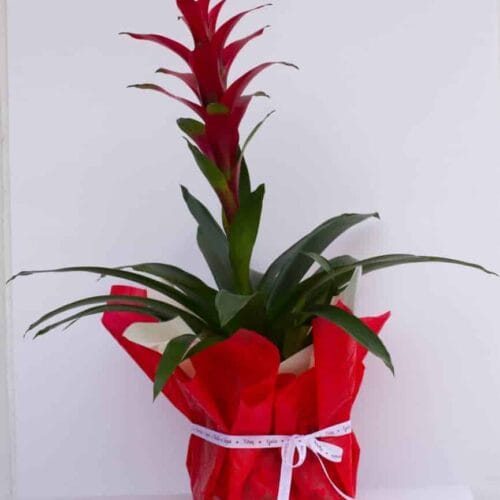 Γκουσμάνια