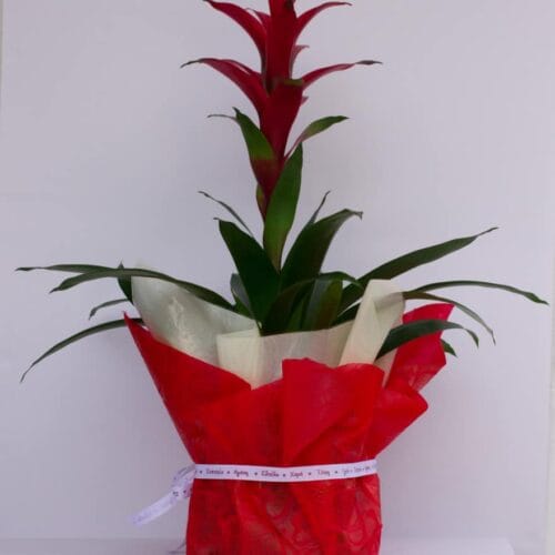 Alternative view of Γκουσμάνια