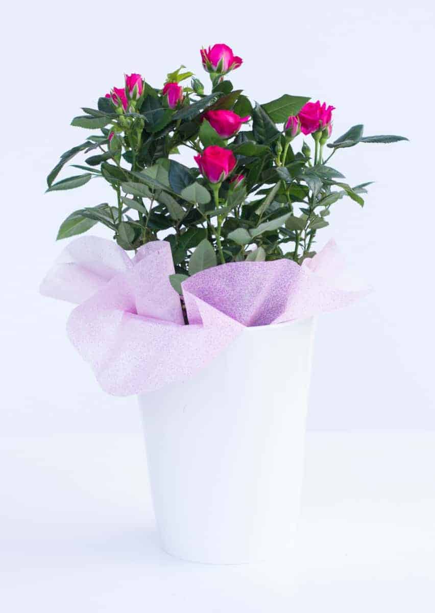 Τριανταφυλλιά φούξια triantafyllia-fouxia