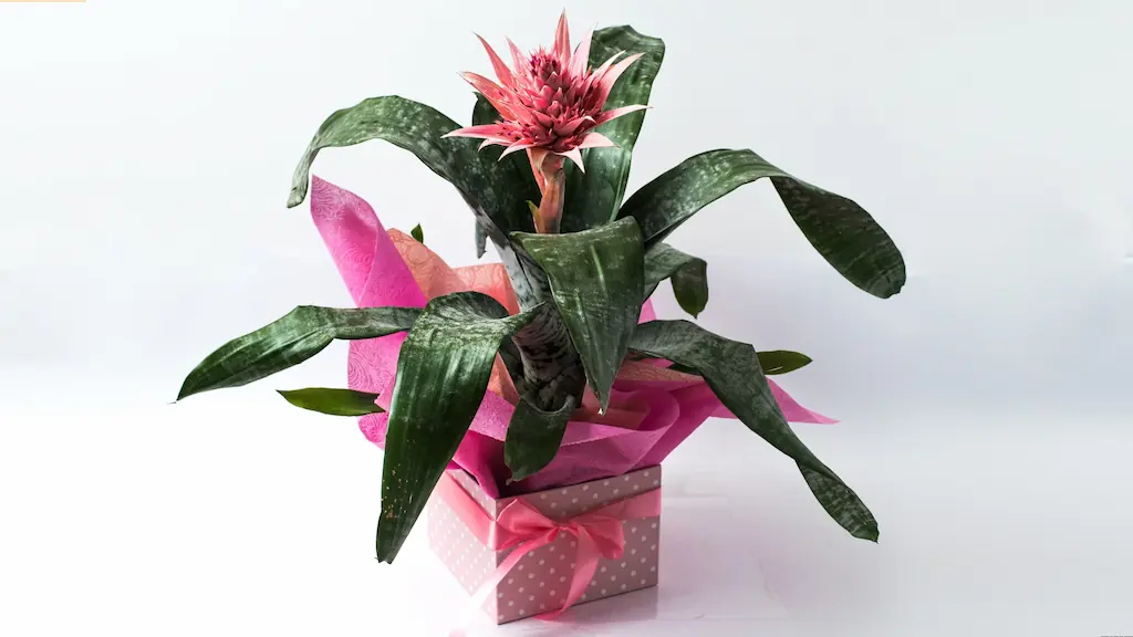 Αιχμέα σε τετράγωνο πουα κουτί Αιχμέα σε τετράγωνο πουα κουτί