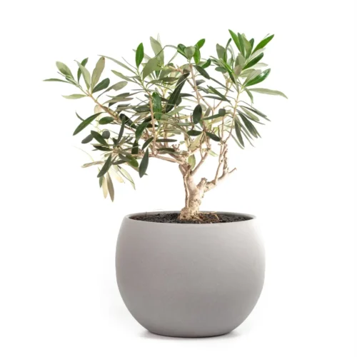 Ελιά σε λευκή κεραμική γλάστρα