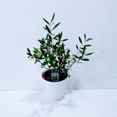 Ελιά σε πλαστικό κασπώ