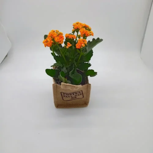 Καλαγχόη πορτοκαλί σε τσαντάκι απο λινάτσα