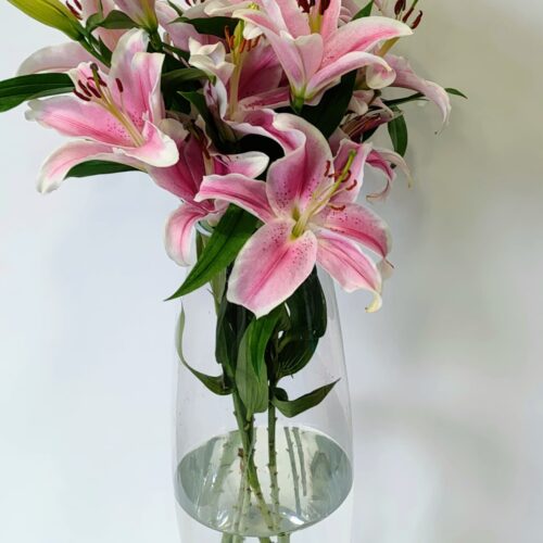 Λίλιουμ οριεντάλ ροζ