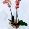 Ορχιδέα φαλαίνοψις (Phalaenopsis) δίχρωμη ροζ πορτοκαλί