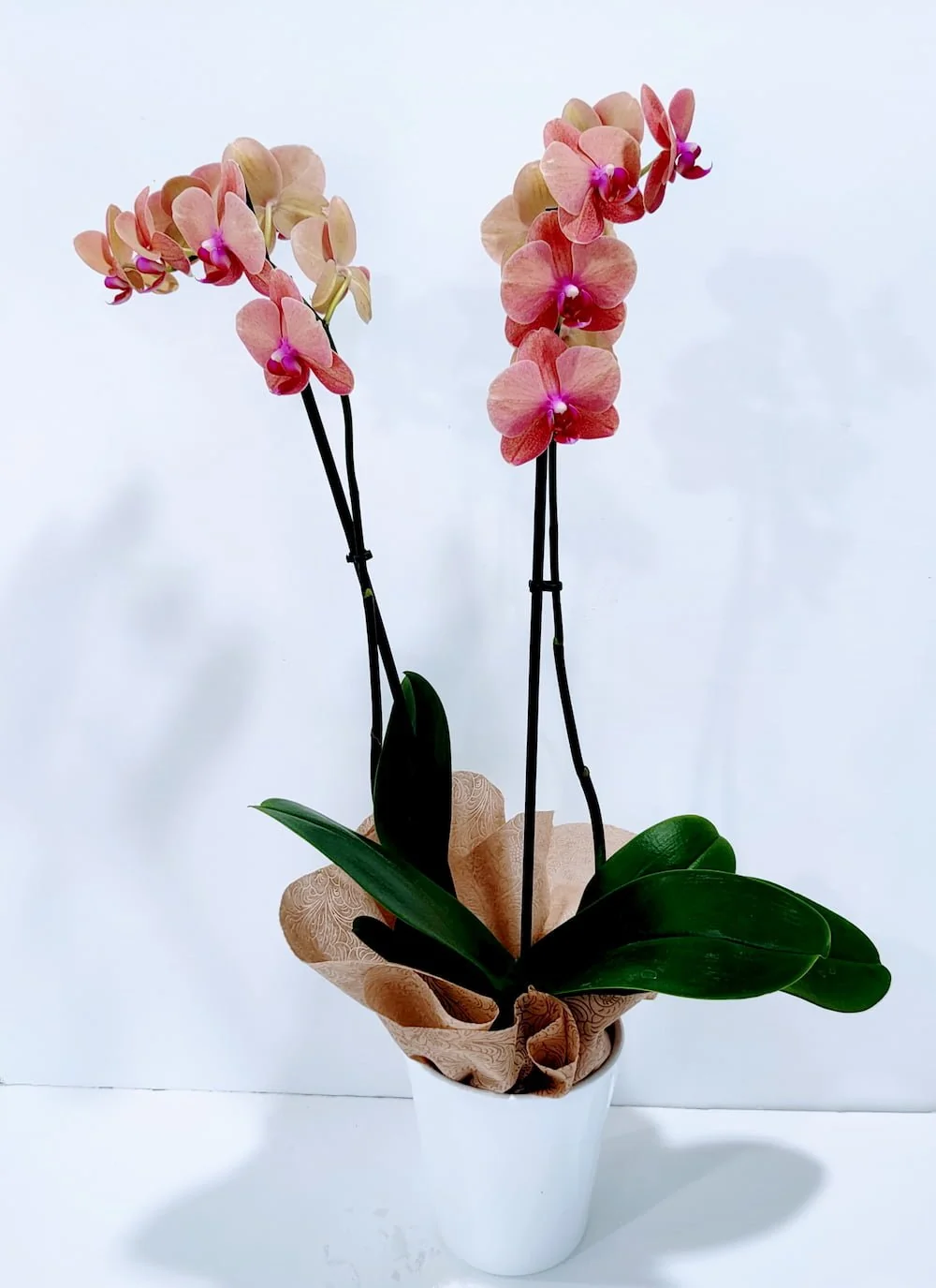 Ορχιδέα φαλαίνοψις (Phalaenopsis) δίχρωμη ροζ πορτοκαλί Ορχιδέα φαλαίνοψις (Phalaenopsis) δίχρωμη ροζ πορτοκαλί