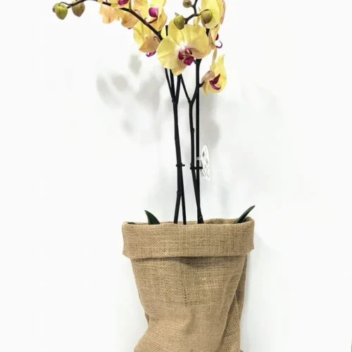 Ορχιδέα φαλαίνοψις (Phalaenopsis) κίτρινη