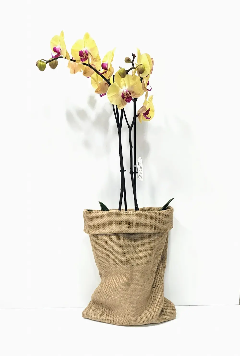 Ορχιδέα φαλαίνοψις (Phalaenopsis) κίτρινη Ορχιδέα φαλαίνοψις (Phalaenopsis) κίτρινη