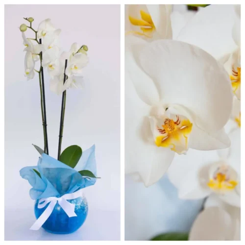 το ιδανικό φυτό για διακόσμηση εσωτερικών χώρων