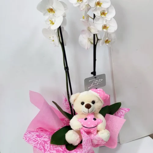 Ορχιδέα φαλαίνοψις (Phalaenopsis) λευκή σε κεραμικό με λούτρινο