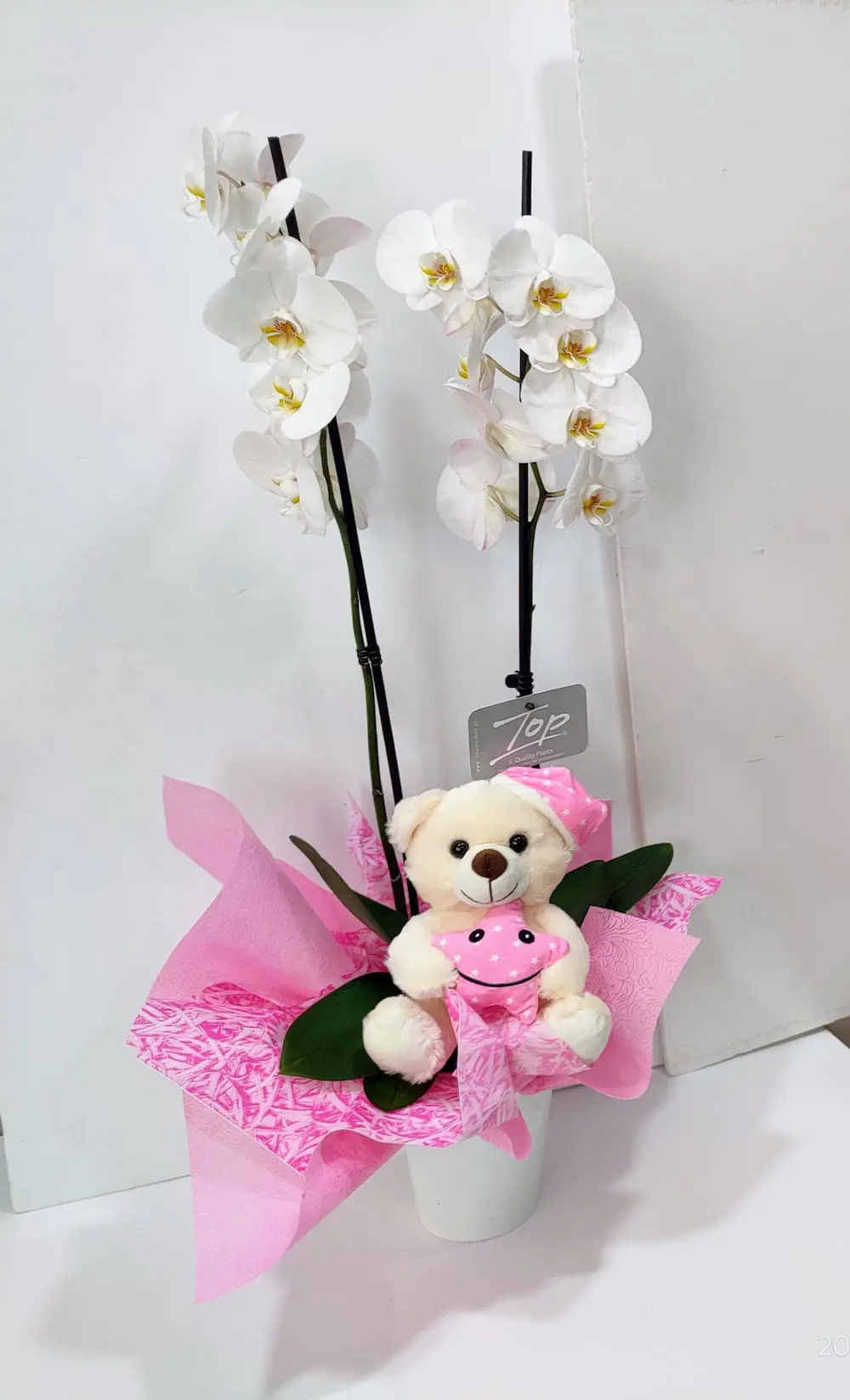 Ορχιδέα φαλαίνοψις (Phalaenopsis) λευκή σε κεραμικό με λούτρινο Ορχιδέα φαλαίνοψις (Phalaenopsis) λευκή σε κεραμικό με λούτρινο