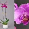 Ορχιδέα φαλαίνοψις (Phalaenopsis) μωβ σε κεραμική γλάστρα