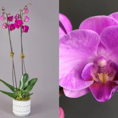 Ορχιδέα φαλαίνοψις (Phalaenopsis) μωβ σε κεραμική γλάστρα