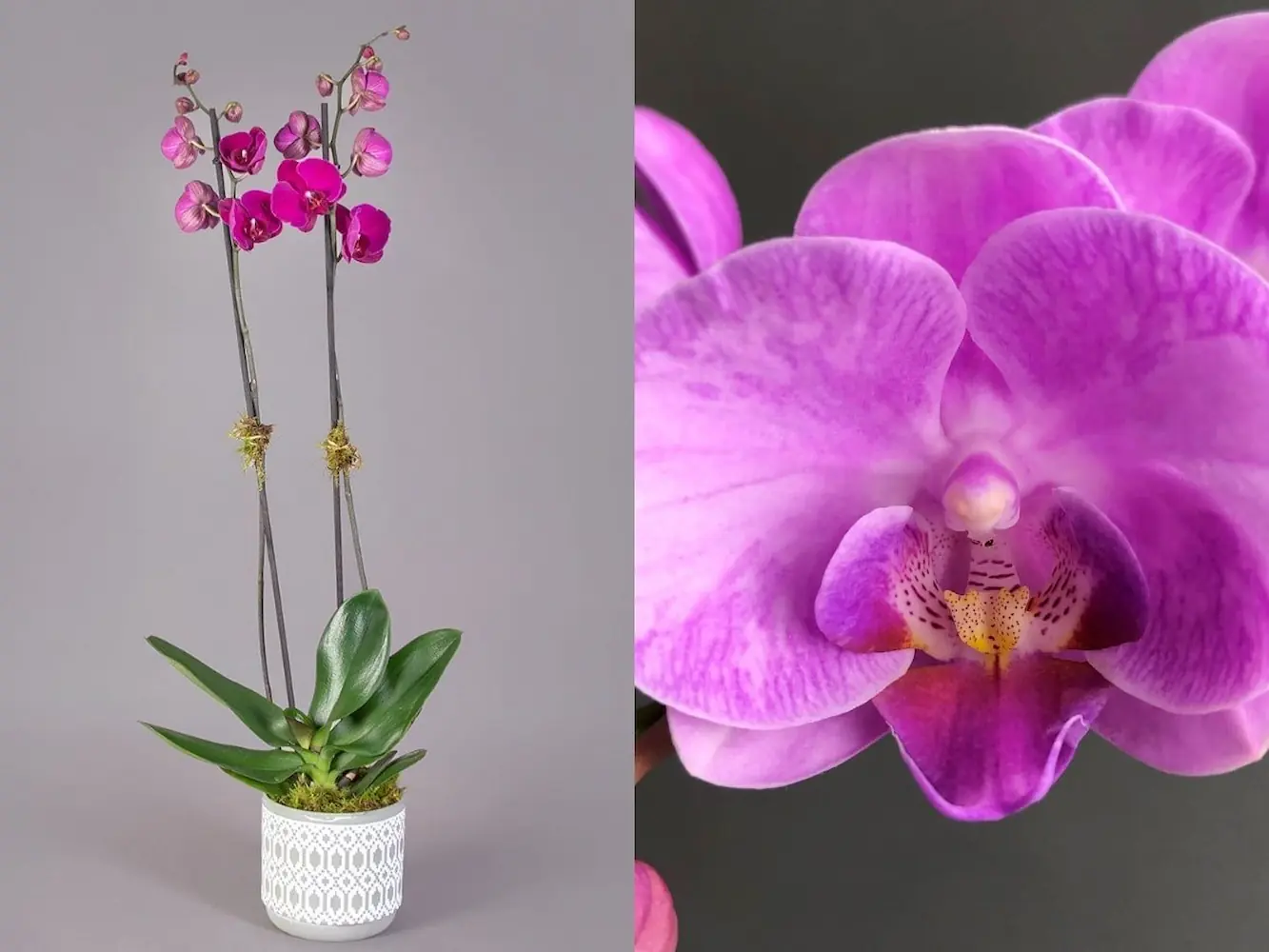 Ορχιδέα φαλαίνοψις (Phalaenopsis) μωβ σε κεραμική γλάστρα Ορχιδέα φαλαίνοψις (Phalaenopsis) μωβ σε κεραμική γλάστρα