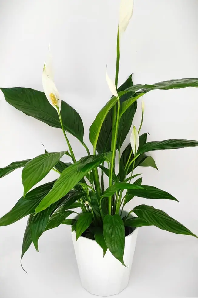 Σπαθίφυλλο 40cm Σπαθίφυλλο 40cm