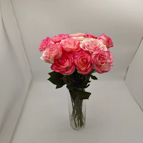 Τριαντάφυλλα δίχρωμα Jumilia 70cm