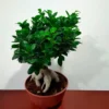 Φυτό εσωτερικού χώρου Bonsai Ficus Ginseng 60cm - Dragatakis Flowers.
