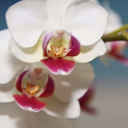 Alternative view of Ορχιδέα φαλαίνοψις Red lips σε γυάλα με τζελ