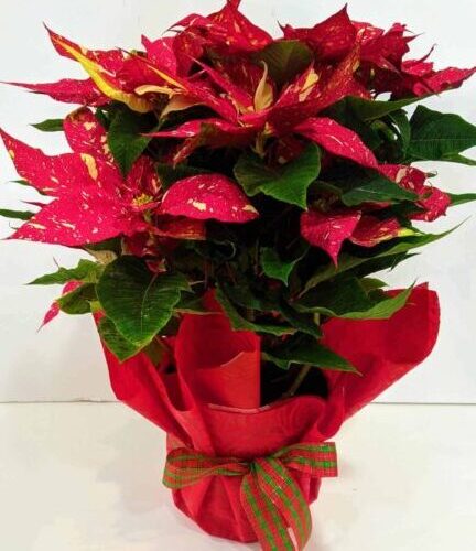 Αλεξανδρινό (ποϊνσέτια) μεγάλο