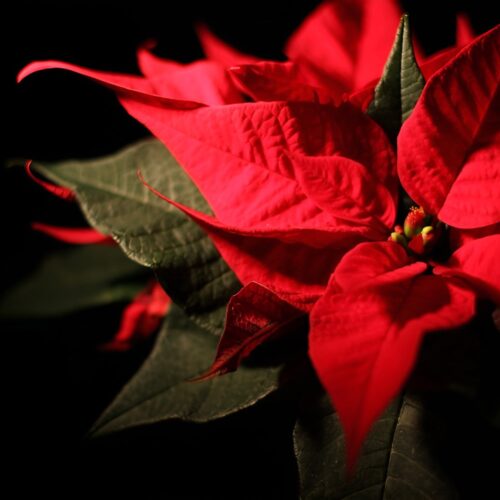 Αλεξανδρινό-Ποϊνσέτια-50cm