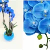 Μπλε Ορχιδέα Phalaenopsis σε γυάλα - Dragatakis Flowers Μαρούσι