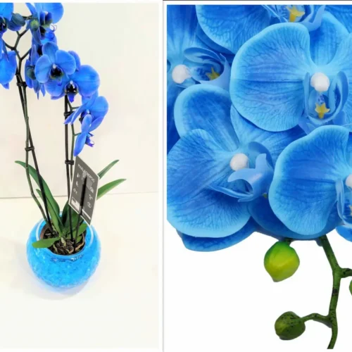 Μπλε Ορχιδέα Phalaenopsis σε γυάλα - Dragatakis Flowers Μαρούσι