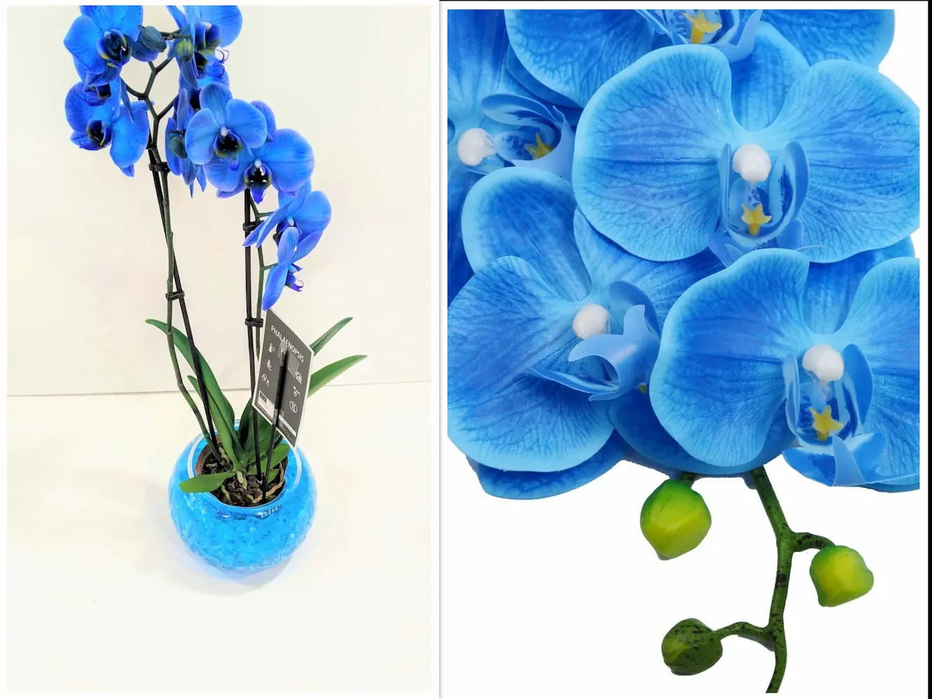 Μπλε Ορχιδέα Phalaenopsis σε Minimal Γυάλα με Τζελ Μπλε Ορχιδέα Phalaenopsis σε γυάλα - Dragatakis Flowers Μαρούσι