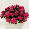 Γαρδένια 40cm 3 Αζαλέα φούξια 40cm