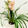 Ορχιδέα Συμπίντιουμ (Cymbidium) 70cm