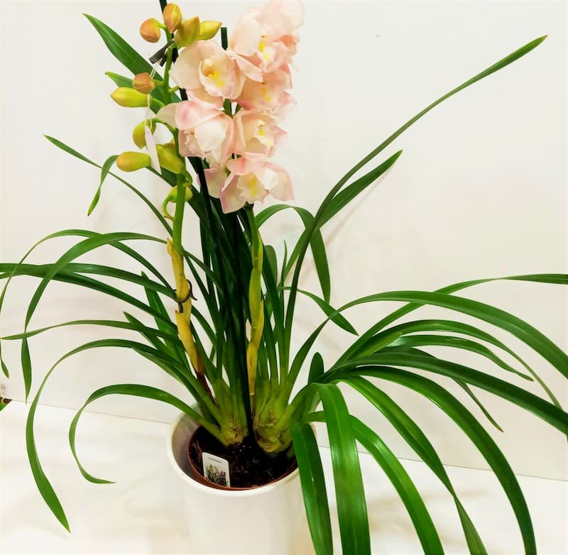 Ορχιδέα Συμπίντιουμ (Cymbidium) 70cm Ορχιδέα Συμπίντιουμ (Cymbidium) 70cm