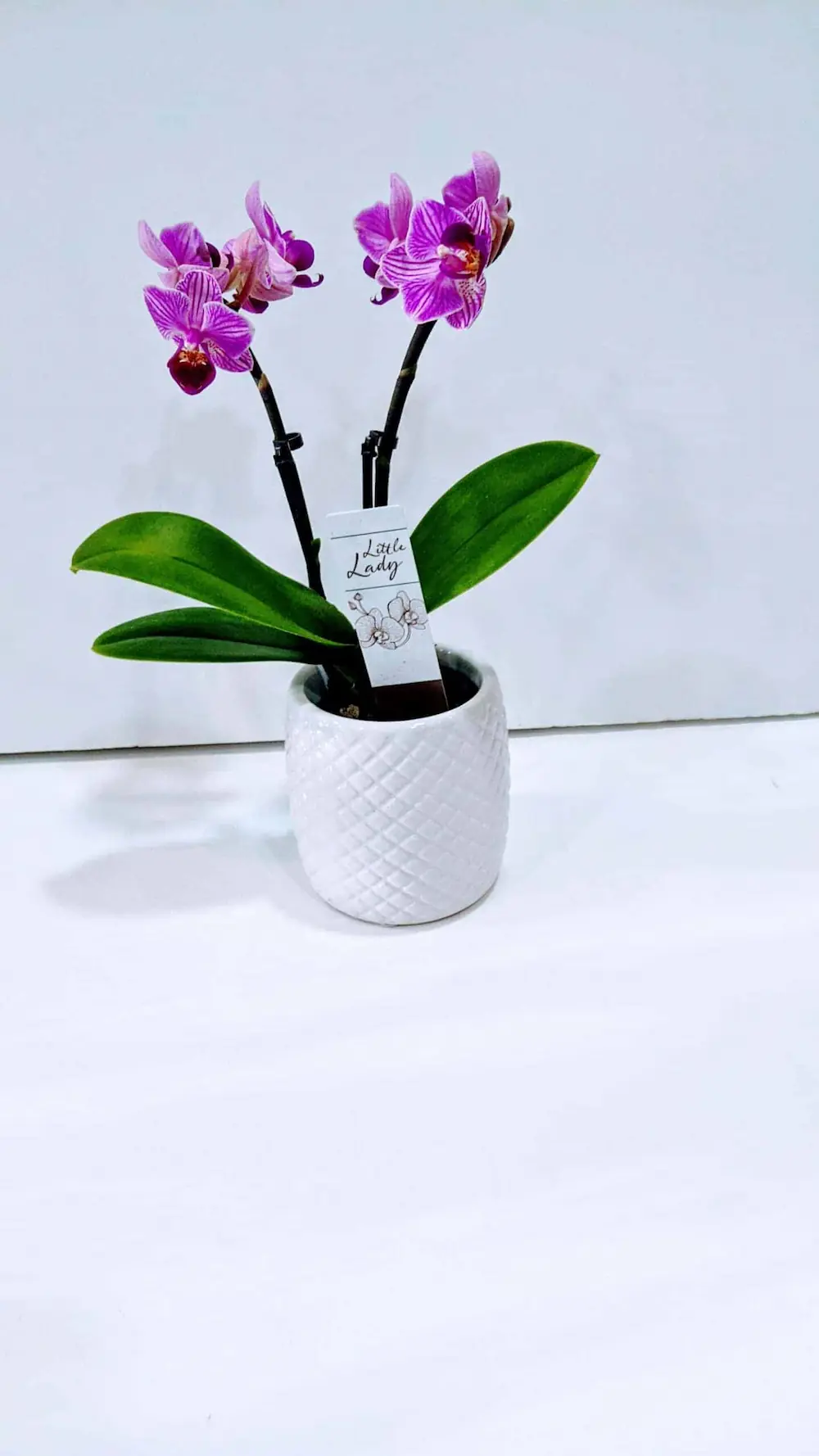 Ορχιδέα mini σε κεραμική γλάστρα Ορχιδέα φαλαίνοψις mini σε κεραμική γλάστρα