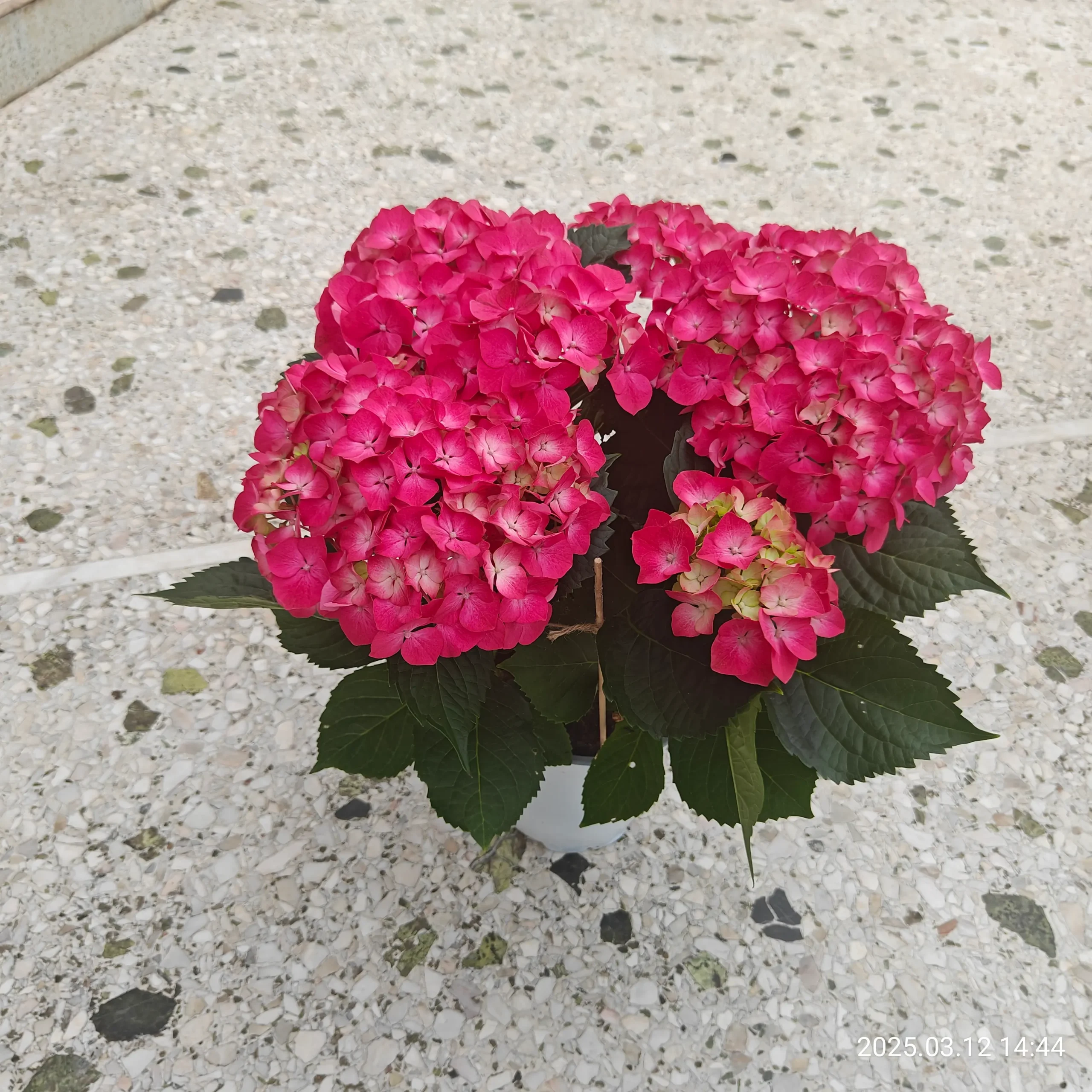 Ορτανσία ροζ Ορτανσία ροζ