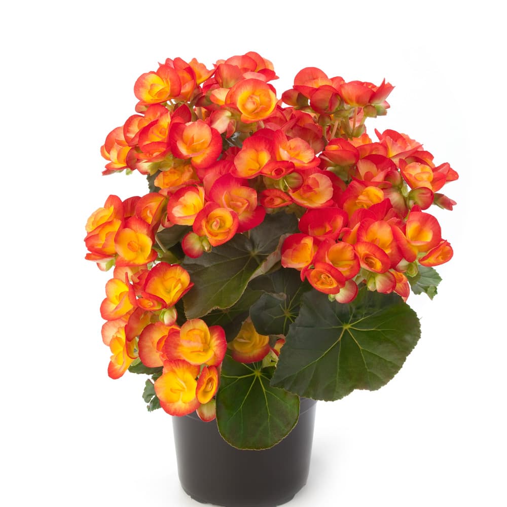 Βιγόνια πορτοκαλί Βιγόνια πορτοκαλί