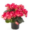 Βιγόνια ροζ 45cm Dragatakis Flowers Marousi 3