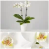 Ορχιδέα φαλαίνοψις (Phalaenopsis) λευκή σε κεραμική γλάστρα