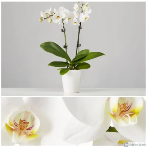 Ορχιδέα φαλαίνοψις (Phalaenopsis) λευκή σε κεραμική γλάστρα