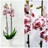 Ορχιδέα φαλαίνοψις (Phalaenopsis) κίτρινη σε κεραμική γλάστρα 3 Ορχιδέα φαλαίνοψις (Phalaenopsis) λευκή με μωβ πιτσιλιές σε κεραμική γλάστρα