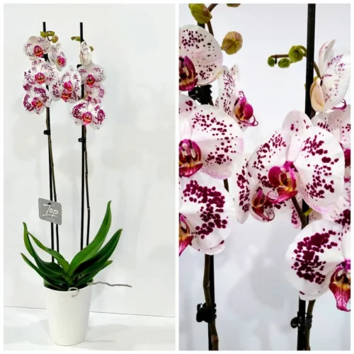 Ορχιδέα φαλαίνοψις (Phalaenopsis) λευκή με μωβ πιτσιλιές σε κεραμική γλάστρα