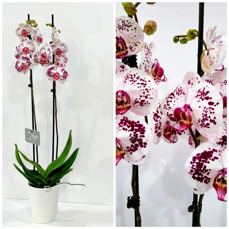 Ορχιδέα φαλαίνοψις (Phalaenopsis) λευκή με μωβ πιτσιλιές σε κεραμική γλάστρα Ορχιδέα φαλαίνοψις (Phalaenopsis) λευκή με μωβ πιτσιλιές σε κεραμική γλάστρα