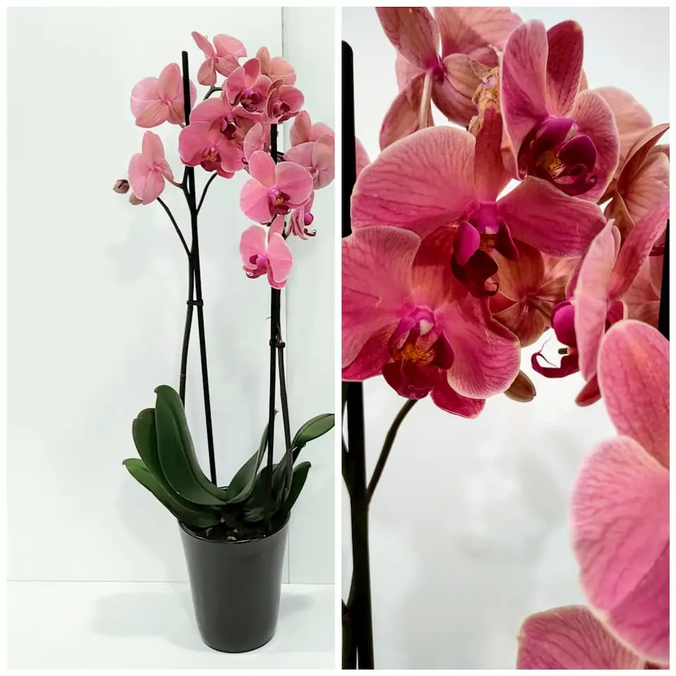 Ορχιδέα φαλαίνοψις (Phalaenopsis) ροδακινί σε κεραμική γλάστρα Ορχιδέα φαλαίνοψις (Phalaenopsis) ροδακινί σε κεραμική γλάστρα