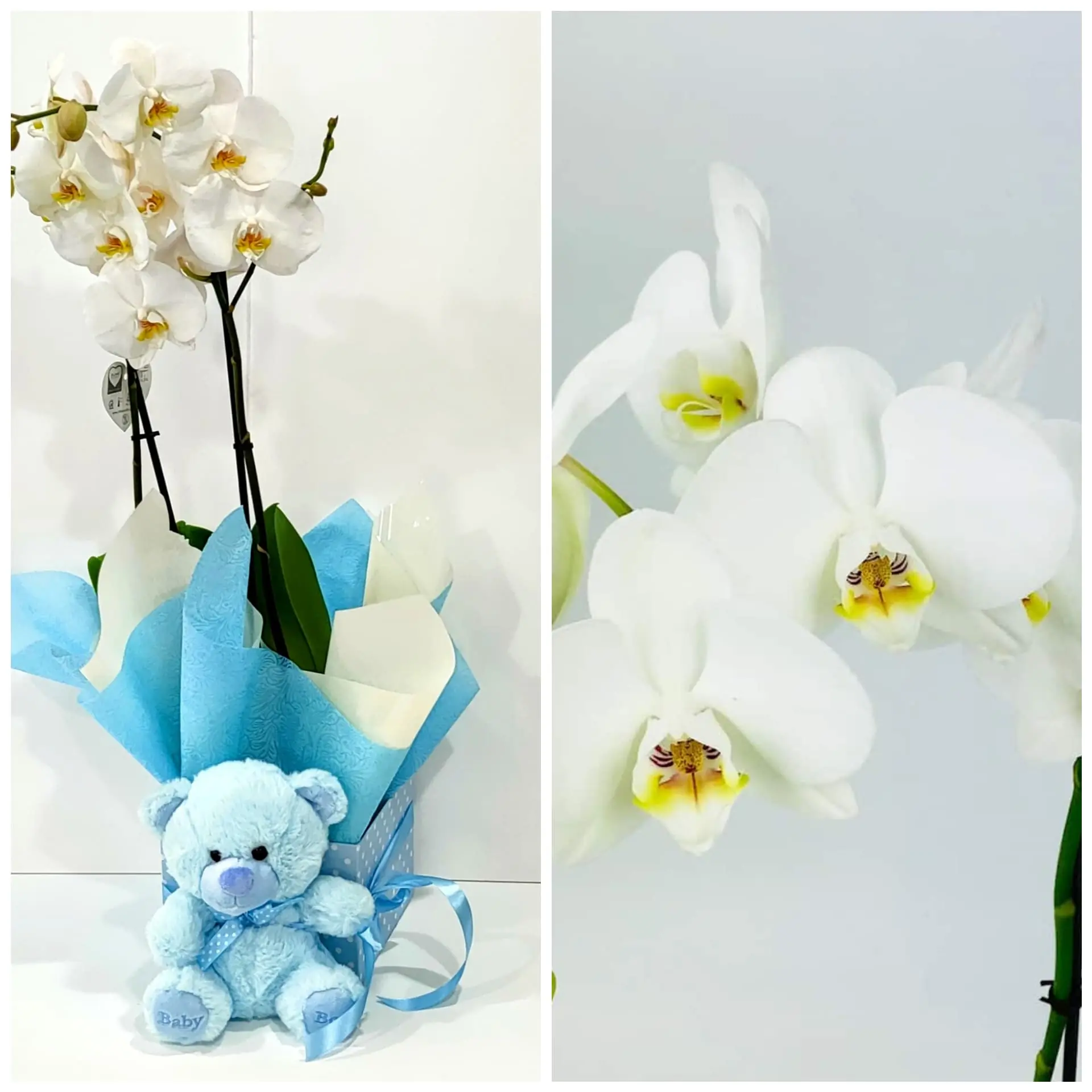 Ορχιδέα φαλαίνοψις (Phalaenopsis) διπλή σε τετράγωνο κουτί με λούτρινο ζωάκι Ορχιδέα φαλαίνοψις (Phalaenopsis) διπλή σε τετράγωνο κουτί με λούτρινο ζωάκι