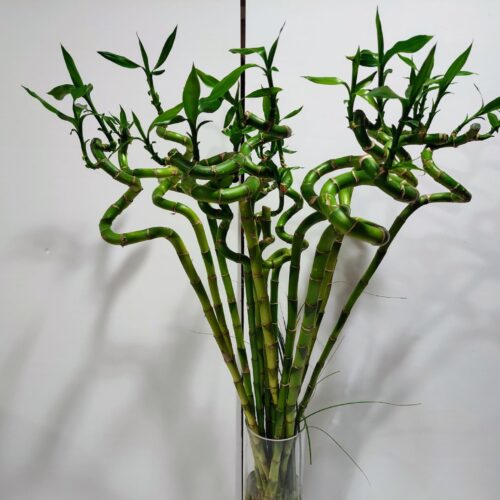 Lucky Bamboo 60cm