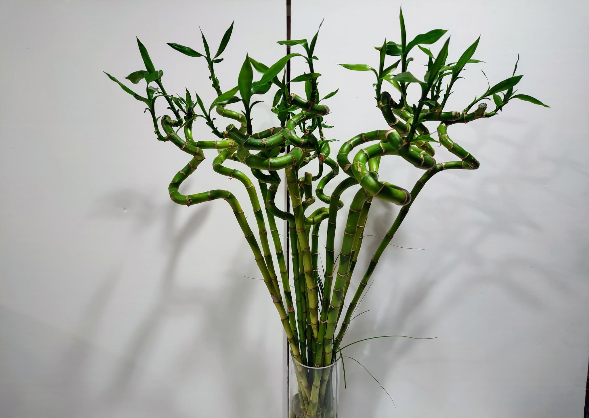 Lucky Bamboo 60cm Lucky Bamboo 60cm